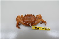 藏品(白紋方蟹)的圖片